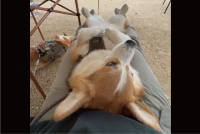 コーギーのキャンプの楽しみ方が平和すぎる！ヘソ天でくつろぐ姿に「究極に贅沢な過ごし方」「おてて前で揃えてるの超かわいい」