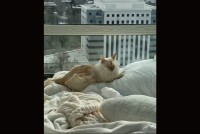 ここはあるネコのための王国！？ラグジュアリーな部屋の窓辺でネコがひなたぼっこ【アメリカ・動画】