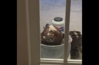 玄関前のやって来た鳥。植木鉢で一休みしにきたのかと思いきや・・、まさかの『置き土産』にビックリ！！【海外・動画】