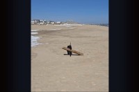 大物ゲット！ピットブルが砂浜で発見してくわえてきたのは・・、木の枝ではなく木材！？【アメリカ・動画】