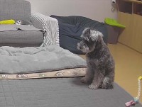 急いで帰らないと！座っているいじらしいミニチュア・シュナウザーに「かわええ～寂しかったんやね」「お腹をたくさんさすってあげて」