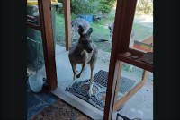 長年顔見知りのお客さん。やって来たのは家族を連れた野生のカンガルー！？【海外・動画】