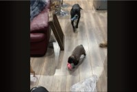 お家の中を歩き回る愛犬たち。その中に混じって・・ウサギもぴょこぴょこ！【アメリカ・動画】