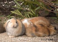 集まっていたウサギたちの中に・・、一羽が突入！その大胆な行動に「無反応な周りのうさぎさんたち」「許されてる！尊い！」