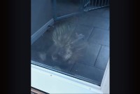 窓をカシャカシャ。「お家に入れて～！」とばかりにアピールするのは・・野生のヤマアラシ！？【アメリカ・動画】