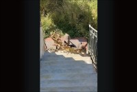 いいモノ見つけた！愛犬たちが長い木の枝をくわえて階段をのぼって来る！！【海外・動画】