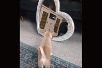 初めて見た自分の姿にビックリ！？子犬が鏡に写る自分に、絶妙な距離を取りながら吠える！【海外・動画】