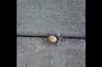 歩道に卵が落ちている？誰か買い物帰りに落としたのかと思えば・・道路を渡ろうとするニワトリが！？【アメリカ・動画】