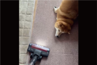 掃除機をかけた直後から・・。掃除が無限ループになる柴犬の行動に「かわいいから許しちゃいますね」
