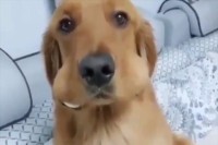 台所にあった2つのゆで卵が消えた！？隠しきれなかった犯人は・・・リアクションがかわいい愛犬！？