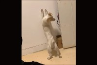 あと少しなのに・・！壁におててを伸ばしたイヌは自分のしっぽをくわえたい！！【海外・動画】