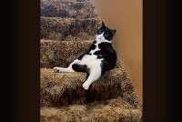 お気に入りスポットを陣取るネコ。どどんっと座るのは地下室への階段！！【アメリカ・動画】