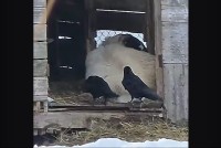 カラスがコソコソ。ヒツジからもふもふの毛をもらおうとしていた！！【アメリカ・動画】