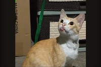 周囲をキョロキョロ！あたりを見回すネコですが・・、舌をしまい忘れているよ！！【海外・動画】