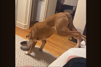 クセの強い愛犬の食事風景。食べづらそうだけど・・ソファを譲りたくない？【アメリカ・動画】