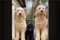 大きく成長しました！愛らしいサイズだったゴールデンドゥードルの子犬が2年間で激変！！【海外・動画】