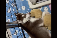 ぬいぐるみをぎゅ～。だっこしているハスキー犬がかわいすぎる！「めちゃくちゃかわいい」「カメラ目線があざとい」