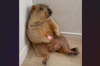 壁にもたれかかるマーモット。脱力しきったその姿に「仕事疲れたなあって顔に見えます」「姿がもうおじさん」