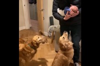 愛犬たちが赤ちゃんと初対面！ゴールデンレトリバーのリアクションにほっこり【海外・動画】