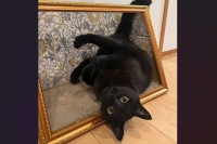 額縁から飛び出した？！寝転がるネコの姿に「飛び出す絵本ならぬ、飛び出す名画」「立体アートみたい」