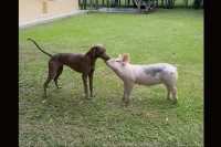 顔を寄せ合ったり、おいかけっこをしてみたり・・。子犬とミニブタの仲良しな姿にほっこり！！【海外・動画】