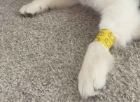 ハスキー犬に包帯を巻いてあげると・・！そのオーバーリアクションに「この世の終わりの顔」「直視できない重症感」