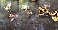 君って泳げたの！？泳ぐアヒルの親子の中に紛れ込むかわいい子を1羽発見！！【海外・動画】