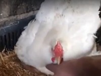 メンドリが温めていたのは卵ではなく・・。体の下から、とてもかわいい子たちが現れた！！【海外・動画】