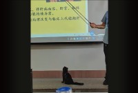 授業を真面目に聞いていても頭に入ってこないかも！先生の指示棒をオモチャにするネコが教室にやって来た！？【海外・動画】
