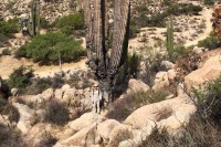 サボテンってこんなにでかくなるの！？目を疑う巨大サボテンと人間の比較写真