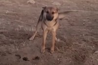 【感動の物語】砂漠で暮らす野良犬と、保護するために毎日足を運んだ女性の間に生まれた信頼と絆