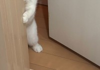 「早く遊ぶぞ！」ドアからニュッと姿をのぞかせるネコがかわいすぎる！
