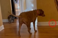 餌付けされてる？愛犬があげていないオヤツを食べていることを不審に思って観察した結果・・【アメリカ・動画】