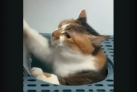 奮闘するネコ。フタがすぐに閉まってしまって、困った困った～！【海外・動画】