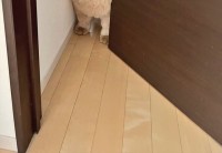 飼い主さんが『見に来たらこうなっていた』というチャウチャウの姿に「進むと余計挟まるやつ」「切ない目がかわいすぎる」