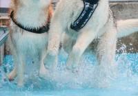 水遊びを楽しむハスキー犬たち。2頭のそれぞれの表情に「その歯茎どうしたの？と言ってそう」「最高すぎる」