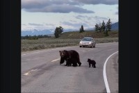 前を行くのは・・クマの親子だ！！グランドティトン国立公園で道路を悠然と進む家族に出会った！！【アメリカ・動画】