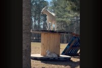 我が子を必死に探す新米ママのヤギ。探している赤ちゃんは意外と近くにいるみたいですよ？【アメリカ・動画】