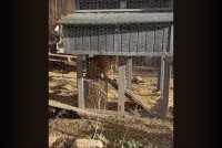 自分をニワトリだと思っている？ネコが鶏舎に居座ってる！！【アメリカ・動画】