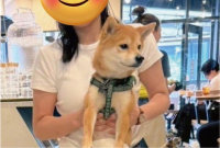 手足がピン！カフェで捕獲された柴犬の姿に「かわいすぎなんですが！」「足めっちゃ開くんですね」