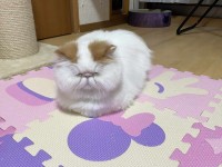 まだ2歳だけど・・。ネコにお爺のポテンシャルがありすぎる！？「先生って言ってしまうオーラが漂い過ぎ」