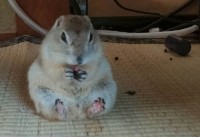 隠しておいたおやつをひっそりパクパク。お行儀よく食事をしているリスに「メッチャ可愛い」「かわいい！あんよがまた」