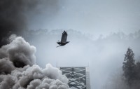 【奇跡の一枚】カラスを撮影するつもりが・・！『あるもの』が入り込んでスゴい写真が撮れた！！