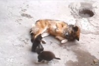 【動画】母猫が産まれた子猫を仲の良い犬に紹介…その反応に愛と友情を感じる
