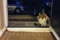 「お家に入れて欲しい...」しばらくして判明した野良猫がどうしても家に入りたがる理由が明らかに