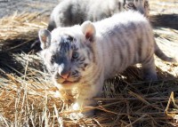 埼玉 東武動物公園 白トラ赤ちゃん2頭 公開中！ 超貴重もふもふ動画をチェキして2頭のやんちゃっ子トラに実際に会いに行こう！ 気になる2頭の見分け方、性格は？