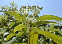 カネカの新素材 レモンマートル由来カスアリニンと運動で筋肉減少症サルコペニアを予防＿筋サテライト細胞の活性化作用、筋肉量の増加促進効果に期待高まる