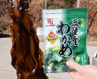 カネリョウ海藻「塩蔵三陸産わかめ」「三陸産 まるごとわかめ」「早摘みわかめ」生産漁場 宮城県 歌津石浜＆利府の人たちが新作に込める想い　いまが旬の採れたて わかめ の旨さと鮮度を体感、食物繊維 カルシウム ビタミンも豊富で◎
