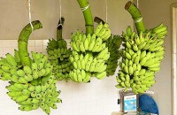 沖縄県 宮古島市 発　農薬 化学肥料いっさい不使用 安心 安全 国産有機ブルートバナナ　島外へ初販売！　島バナナより大振り 皮うすくもちもち食感をいまこそ