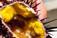 香川県 遊食房屋 丸亀店に「讃岐うどん雲丹」爆誕！ 多度津高校と共同開発　駆除対象ムラサキウニを再活用し飼育　藻場再生と資源循環を両立　2027年全国展開へ